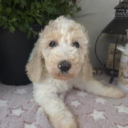 Latte' - Parti female Goldendoodle puppy in Freedom, New York from Samantha's Goldendoodles