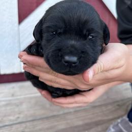 Iris - Black female Labrador Retriever puppy in Garnett, Kansas from Timberland Creek Labradors