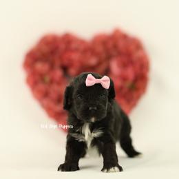 Eve (Pink Collar) - Black female Cavapoo puppy in Republic, Missouri from Red Skye Puppies