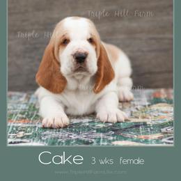 Cake - Red and white female Basset Hound puppy in Jefferson City, Missouri from Triple Hill Farm