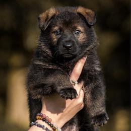 Vendetta - Sable female German Shepherd puppy in Salem, Ohio from von den Kilöff Working German Shepherds
