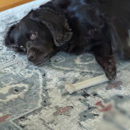 Boykin Spaniel All Grown Up from Redhill Boykin Spaniels, LLC