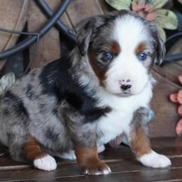 Blue Merle 1 - Blue merle female Miniature Australian Shepherd puppy in Lawton, Oklahoma from Lindsey’s Aussies