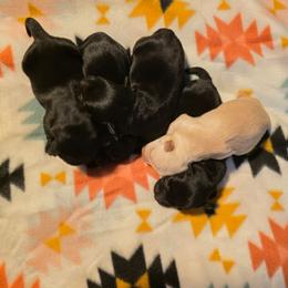 Black Male (2) - Black male Scottish Terrier puppy in Peoria, Arizona from Duran's Scotties