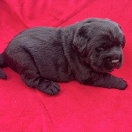 Yellow collar - Black male Labrador Retriever puppy in Cullman, Alabama from Chara’ Labradors