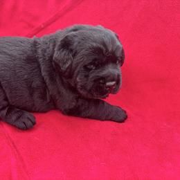 Yellow collar - Black male Labrador Retriever puppy in Cullman, Alabama from Chara’ Labradors