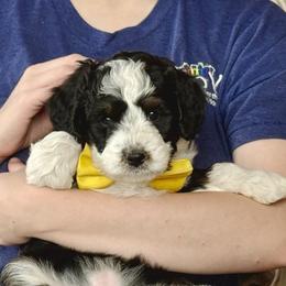 Shale - Black and white female Bernedoodle puppy in Roy, Utah from Doodles are Amazing