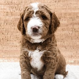 Double Doodle, Labradoodle, and Sheepadoodle Puppies from Mule Mountain Doodles