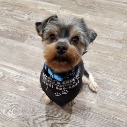 Charlie - Yorkshire Terrier