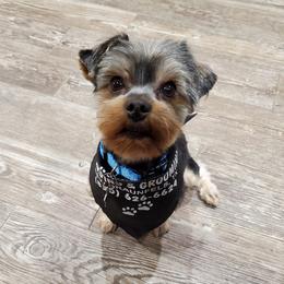 Charlie - Yorkshire Terrier