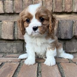 Boy 1 - Blenheim male Cavalier King Charles Spaniel puppy in Lula, Georgia from Cavaliers by Crumley