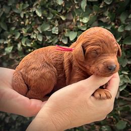Pink Collar Girl - Red  female Poodle puppy in Modesto, California from Dry Creek Poodles