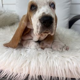 Tweety - Red and white female Basset Hound puppy in Lone Jack, Missouri from Wee Little Bassets