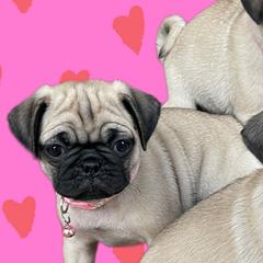 Pugs from Immaculate Pugs