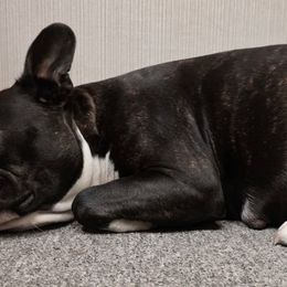 Boston Terrier puppies from Joey's Boston Terriers