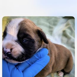 1 girl - Fawn male Boxer puppy in Statham, Georgia from Suarez AKC Boxers LLC