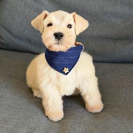Cody - Wheaten male Miniature Schnauzer puppy in Montebello, California from Rod Schnauzers