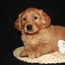 Golden Retriever Puppies from Bethel Park Goldens