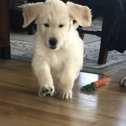 Goldendoodle Puppies from Kellee's Goldendoodles
