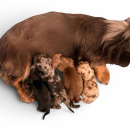 Chocolate male - Chocolate and tan male Dachshund puppy in Medina, Ohio from STORIED DOXIES