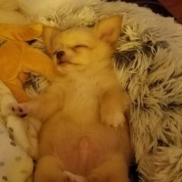 Chihuahua Puppies from Strawberry River Kennel