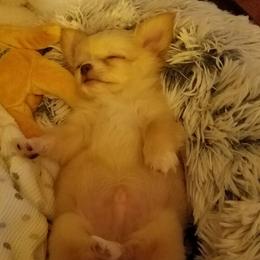 Chihuahua Puppies from Strawberry River Kennel