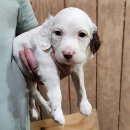 Boy 2 - Chestnut male Llewellin Setter puppy in North Dinwiddie, Virginia from Pups Furever