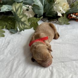 Goldendoodle Puppies from Golden Creek Doodles