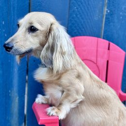 Pearl - Dachshund