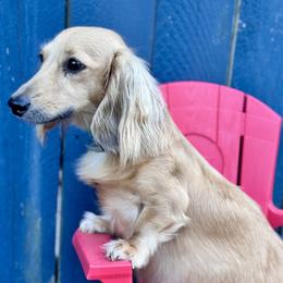 Pearl - Dachshund
