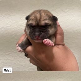 Male 1 - Red male Japanese Akitainu puppy in Copperas Cove, Texas from Winmont Akitas