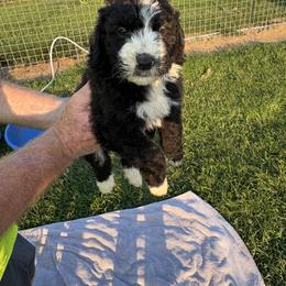 Lima bean - Pink - Black and white female Aussiedoodle puppy in Eolia, Missouri from Barefoot Kennel