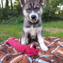 AKC Lilly - Agouti and white female Siberian Husky puppy in Cedarville, Ohio from Evereve Kennels