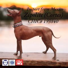Zip - Xoloitzcuintli