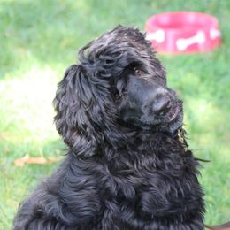 Portuguese Water Dog puppies from Agua Viva
