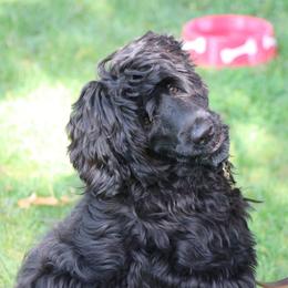 Portuguese Water Dog puppies from Agua Viva