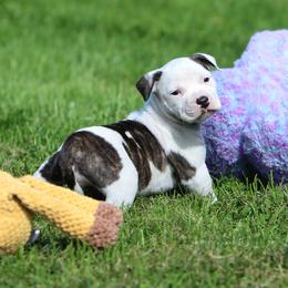 Girl 5 - Black brindle female American Staffordshire Terrier puppy in Kewaskum, Wisconsin from Heritage AmStaffs