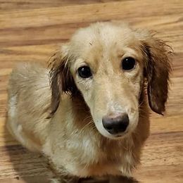 Dachshunds from Smith's Dachshunds