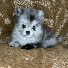 Bandit - Blue merle male Pomeranian puppy in Tucson, Arizona from Kristy's Pomeranians