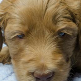 Labradoodles from Spokane Doodle