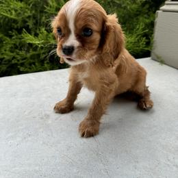 Cavalier King Charles Spaniel Puppies from Freeman's Royal Cavaliers