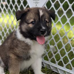 Icelandic Sheepdogs from Eg er Icelandics