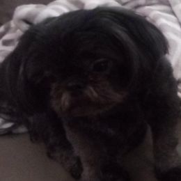 Shih Tzus from Cutie Shihtzu Puppies