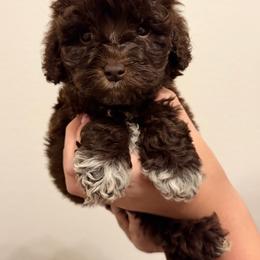Jungle - Chocolate male Australian Labradoodle puppy in Denton, Texas from Liberty Hill Labradoodles