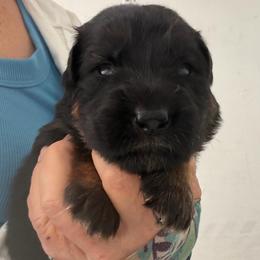 Female 2 - Black and red female German Shepherd puppy in Brooksville, Florida from Vom Hundhaus Shepherds