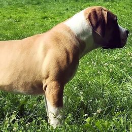 Freedom Kane - Boerboel puppy in Naples, New York from Freedom Boerboels LLC