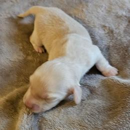 Coming soon - Cream male Dachshund puppy in Lebanon, Oregon from Willow Moons Dachshunds