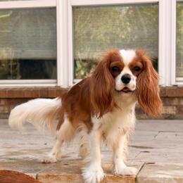 Finn - Cavalier King Charles Spaniel
