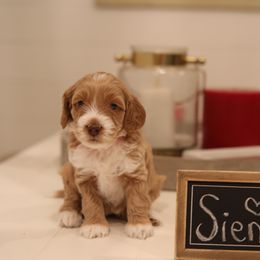 Australian Labradoodle Puppies from Majestic Labradoodles