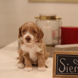 Australian Labradoodle Puppies from Majestic Labradoodles